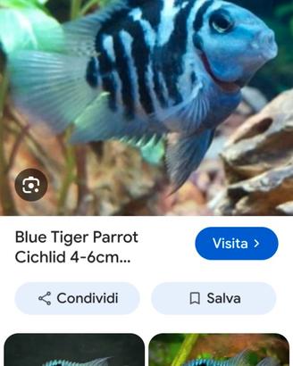 Pesci parrot tiger blu da acquistare