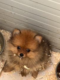 Spitz di Pomerania