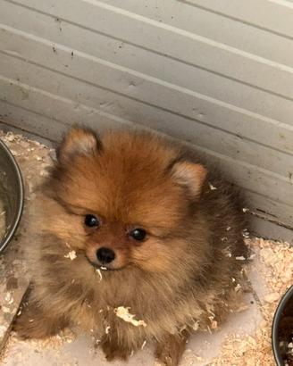 Spitz di Pomerania