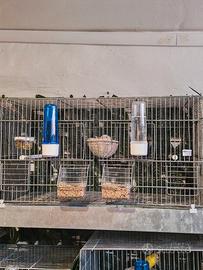 Coppia di canarini mosaico rosso