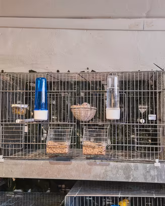 Coppia di canarini mosaico rosso