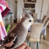 Calopsite pulli da. Imbecco e allevati a mano