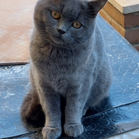 Scottish fold è straight