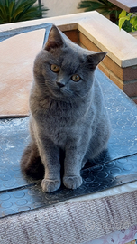 Scottish fold è straight