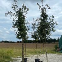 Piante di quercia-farnia in vaso