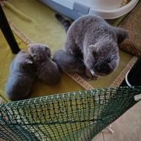 Gattini scottish fold