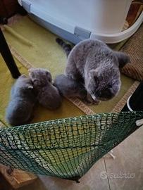 Gattini scottish fold