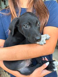 Cuccioli border collie/rhodesian ridgeback