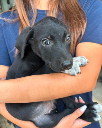 Cuccioli border collie/rhodesian ridgeback