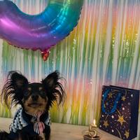 Chihuahua maschio 2 kg per accoppiamento