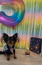 Chihuahua maschio 2 kg per accoppiamento