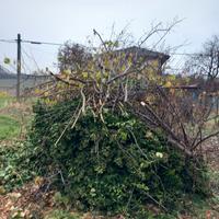 sterpaglie per truciolato