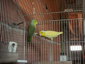 Coppia forpus