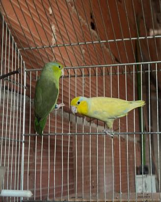 Coppia forpus