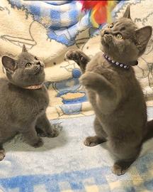Gattini British Shorthair Blu disponibili