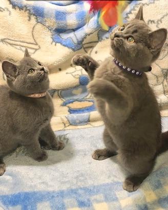 Gattini British Shorthair Blu disponibili