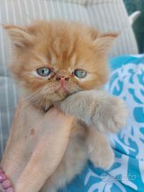 Gattino Persiano