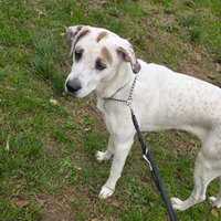 Cane maschio 1 anno