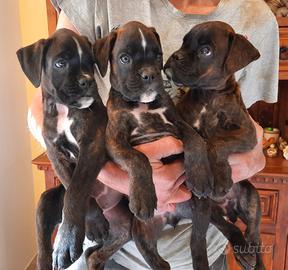BOXER cuccioli