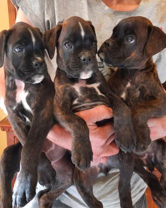 BOXER cuccioli