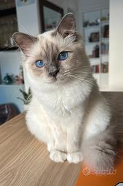 Sacro di Birmania per accoppiamento/ monta