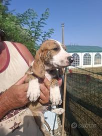 Cani da caccia