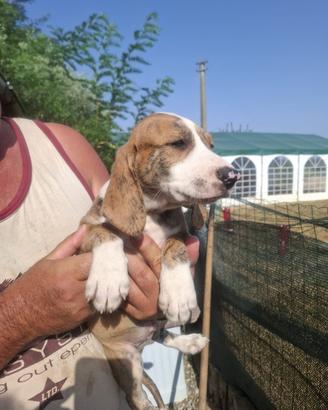 Cani da caccia