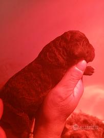 Lagotto romagnolo