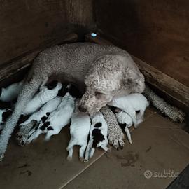 Cuccioli di Lagotto romagnolo