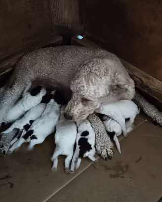 Cuccioli di Lagotto romagnolo