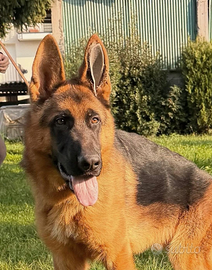 Cucciolone di pastore tedesco