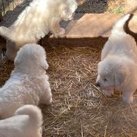 Cuccioli pastore maremmano