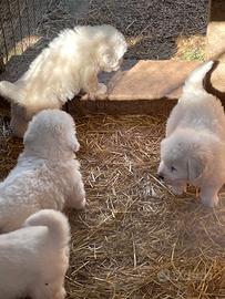 Cuccioli pastore maremmano