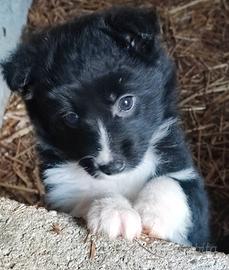 Border collie