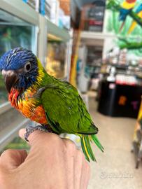 Pulli di Lori arcobaleno