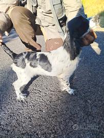 Cocker da tartufo
