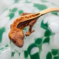 Geco ciliatus