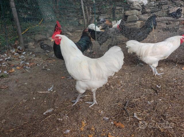 galletto australorp nero