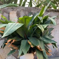 Pianta di aspidistra