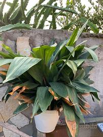 Pianta di aspidistra