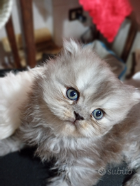 Gattini persiani Cincillà