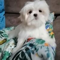 Cucciolo maltese