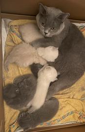 Gattini Scottish Fold e Stright disponibili