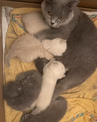 Gattini Scottish Fold e Stright disponibili