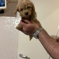 Disponibile barboncino Toy maschio