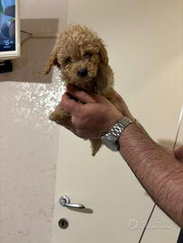 Disponibile barboncino Toy maschio