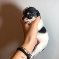 Chihuahua con pedigree
