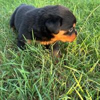 Cuccioli Rottweiler