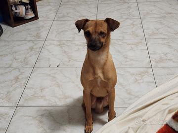 Cagnolino - Piccola taglia - Cagliari