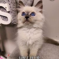 Gattino siberiano purissimo con pedigree